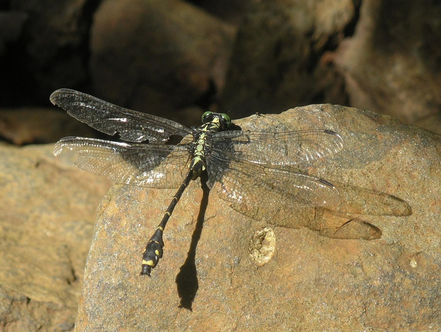 <I>Asiagomphus reinhardti</I>