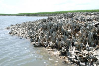 Oyster (1 of 3)