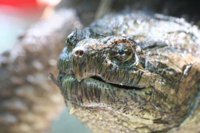 Snapping Turtles