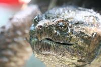 Snapping Turtles
