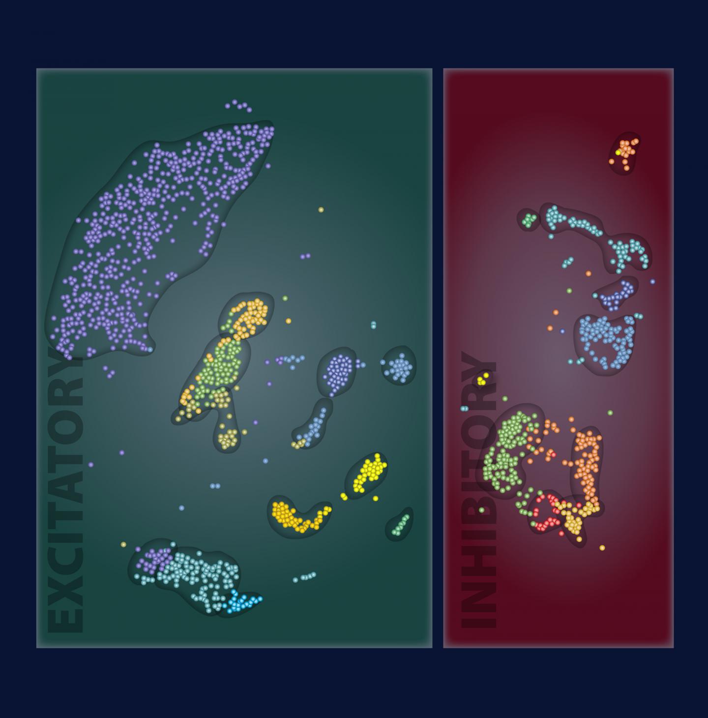 Neurons sorted into subtypes