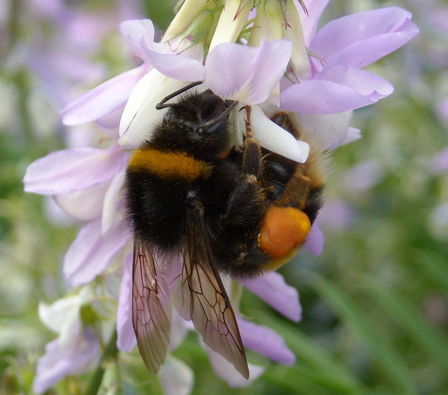 A Bumblebee