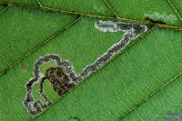 Larva o