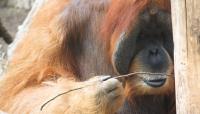 Male Ape