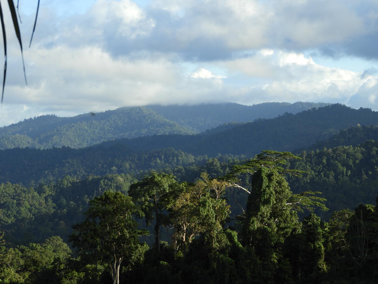 Tropical Forest