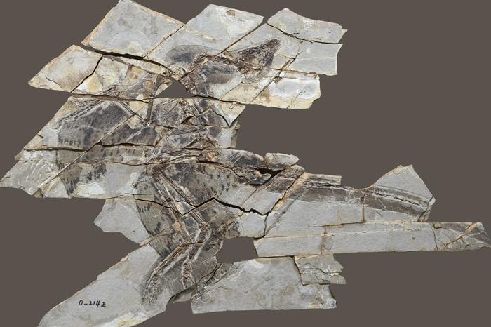 160-million-year-old Anchiornis fossils