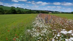 In-field wildflower strip.