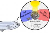 Shining New Light on the Pineal Gland (1 of 2)