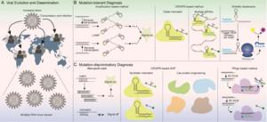 Diagnostic strategies in the context of viral evolution and dissemination.