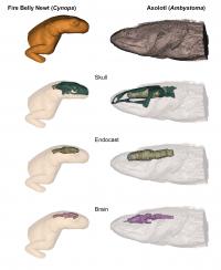 sarcopterygian fish brain-space