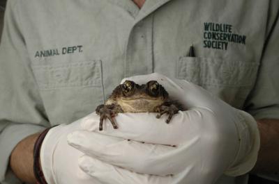 Puerto Rican Crested Toad