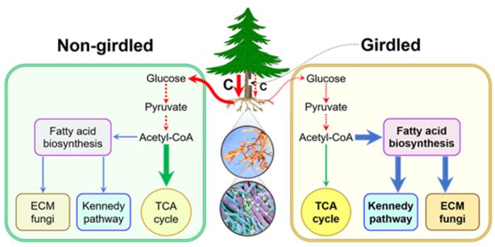 Summary of the transcriptome-based molecular mechanisms for the shift in nutrient acquisition from roots to mycorrhizas following the girdling of Pinus taeda trees.