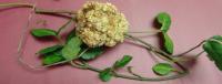 Crown Gall Tumor