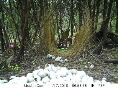 Bowerbird (1 of 3)