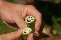 Bananos silvestres en PapÃºa Nueva Guinea (3)