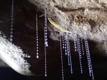 New Zealand glowworms' sticky 'fishing lines' use moist, urea-containing droplets to trap prey