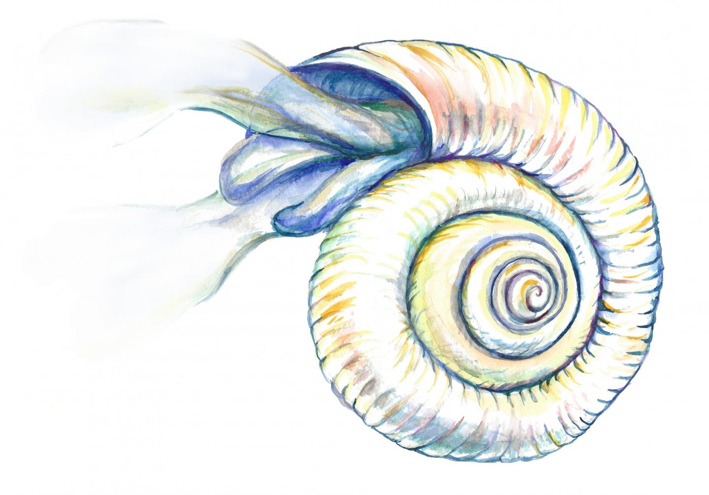 Southern Ocean Pteropod
