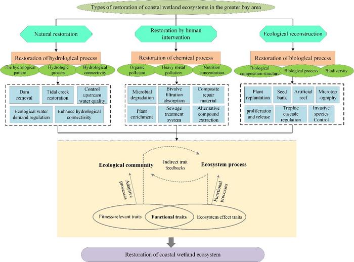 MAIN TYPES, METHODS AND PRINCIPLES OF COASTAL WETLAND ECOSYSTEM RESTORATION IN GREATER BAY AREAS