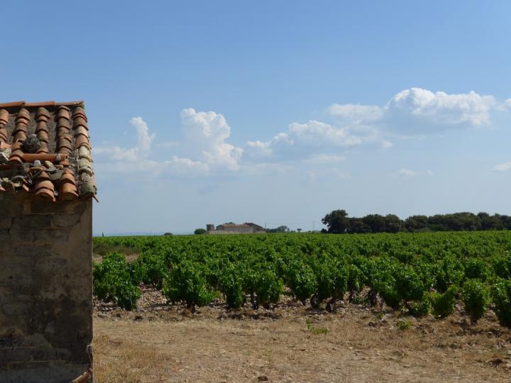 French Vineyards