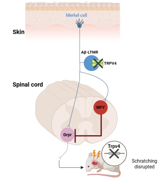 TRPV4 Ion Channel Connection to Itch Behavior