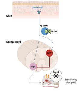 TRPV4 Ion Channel Connection to Itch Behavior