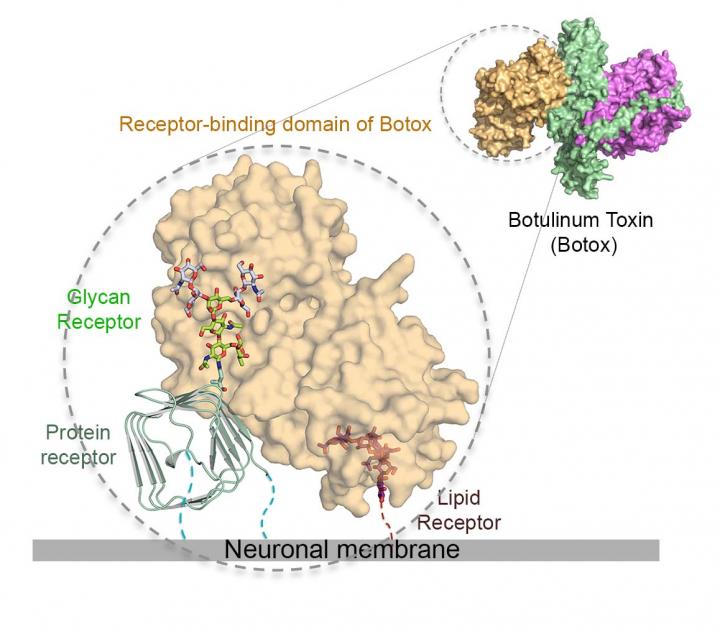 Botulinum Toxin