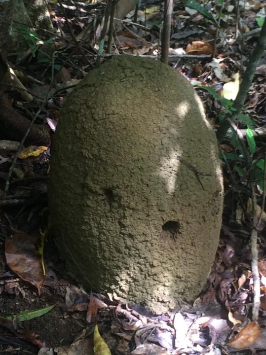 Microcerotermes termite mound
