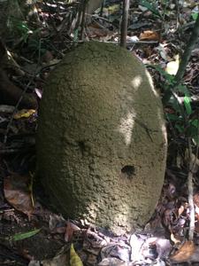 Microcerotermes termite mound