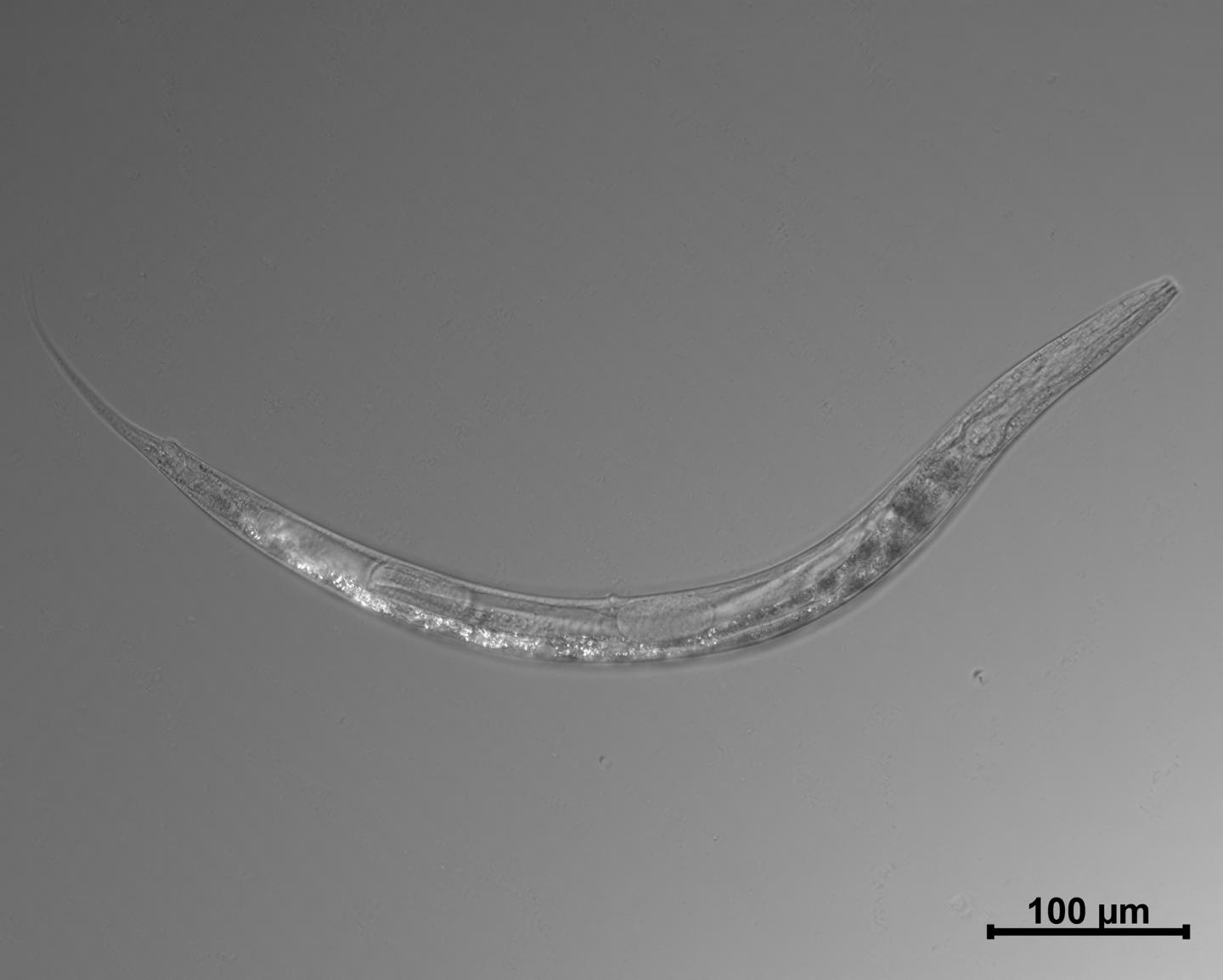 Auanema sp.