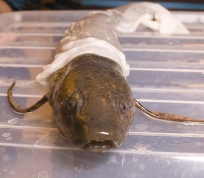 Lungfish