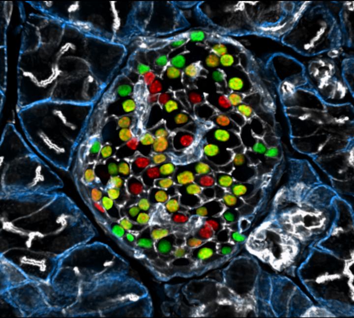 Beta Cell Heterogeneity