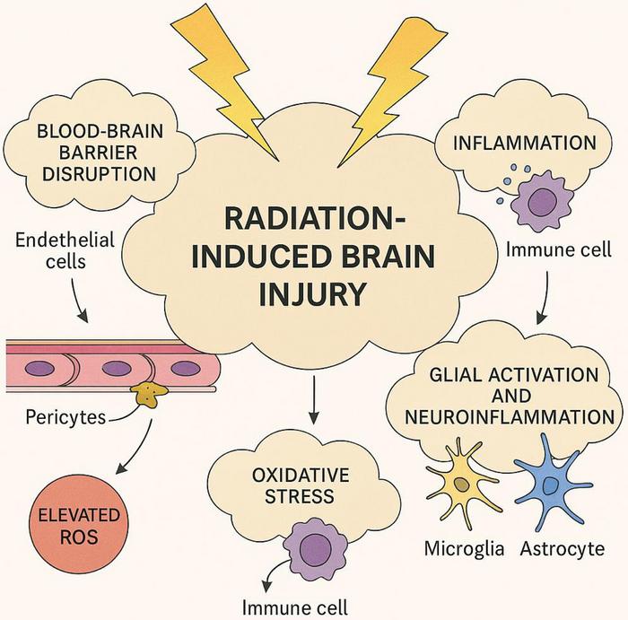 Mechanisms of radiation-induced brain injury at different post-radiotherapy time points