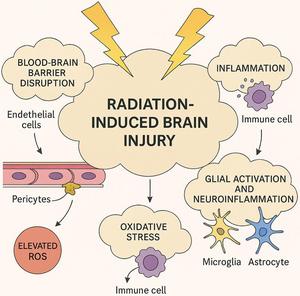 Mechanisms of radiation-induced brain injury at different post-radiotherapy time points