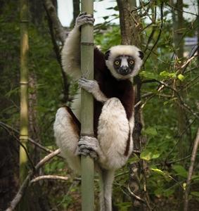 Coquerel's sifaka