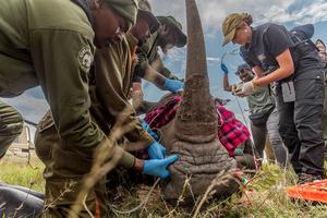 Saving the northern white rhino from extiction