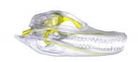 Nerves Inside The Skull