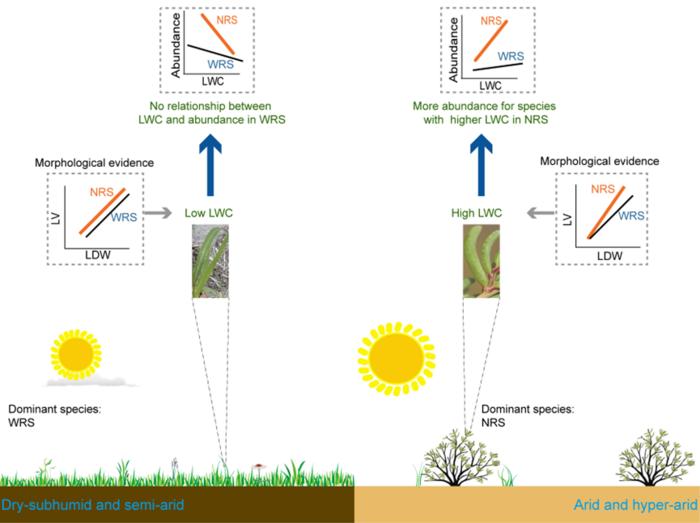 The adaptive strategies of leaf functional traits in narrow-ranging species (NRS) and wide-ranging species (WRS) at different aridity levels across drylands