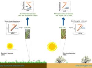 The adaptive strategies of leaf functional traits in narrow-ranging species (NRS) and wide-ranging species (WRS) at different aridity levels across drylands