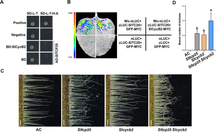 The molecular and genetic relationship of SlTCP25 and SlCycB2.