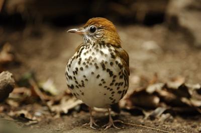 Ovenbird