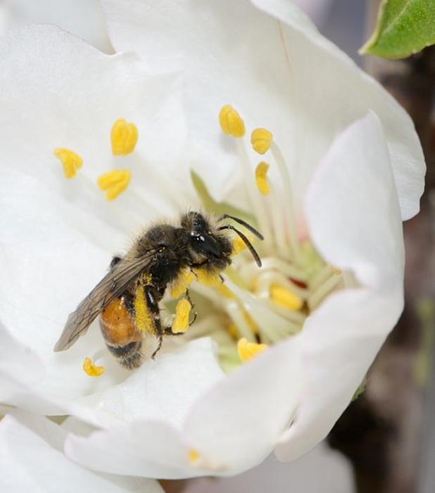 A foraging Andrena bee in close contact with floral structures, particularly pollen grains that may harbor viruses