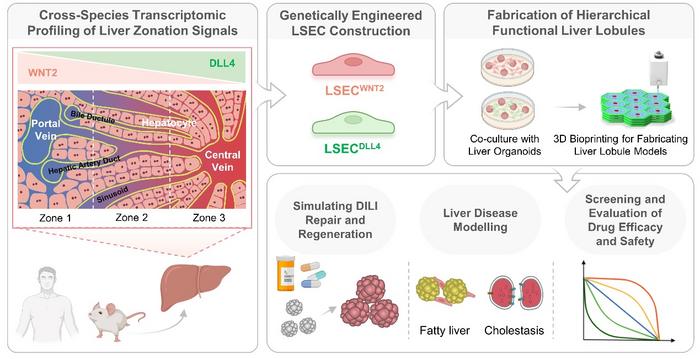 TOC: Construction of Region-Specific Liver Organoid and Fabrication of Hierarchical Functional Liver Lobule for Liver Disease Modeling and Drug Evaluation