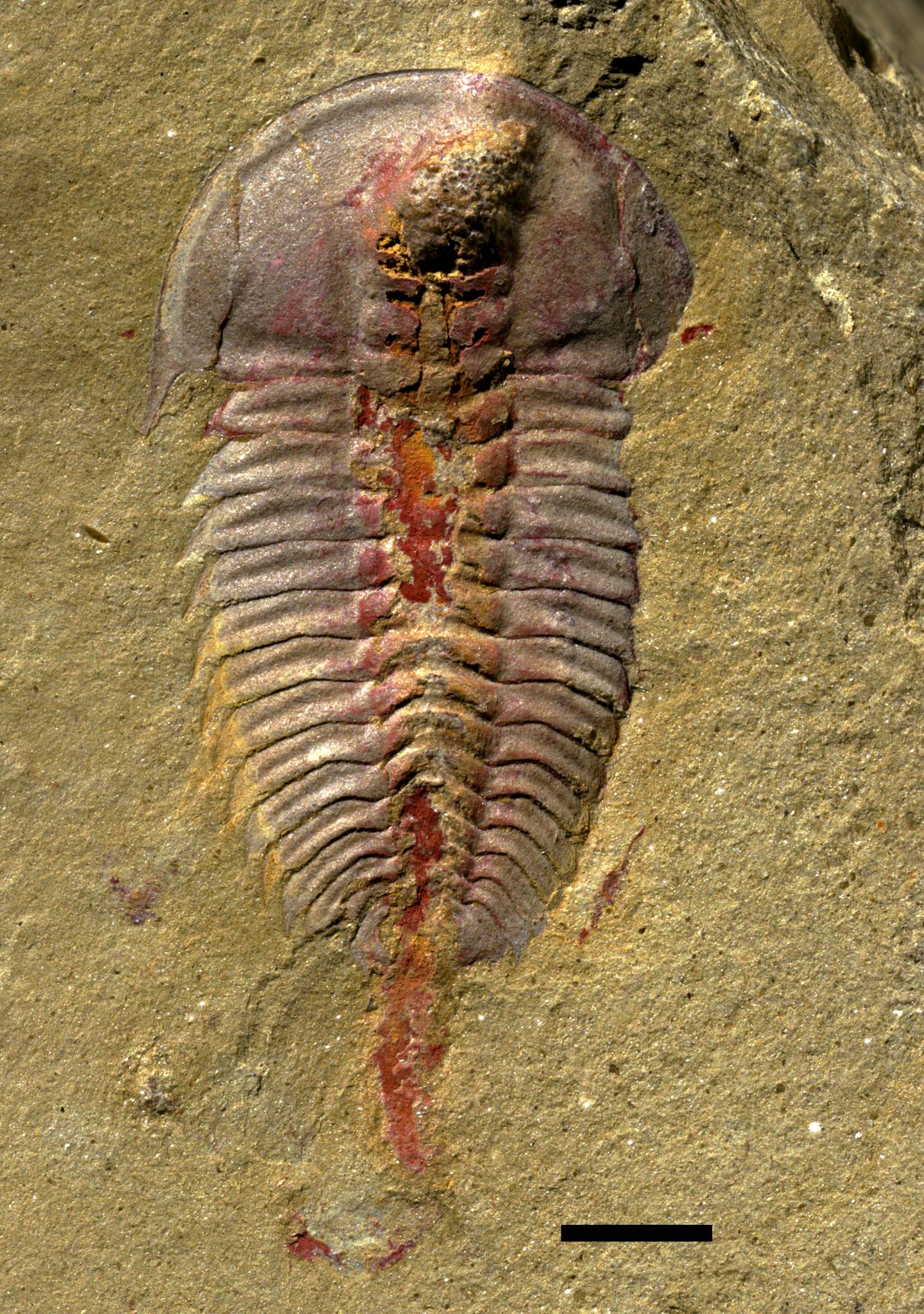 Trilobite with Crop