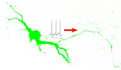 Nerve Impulse