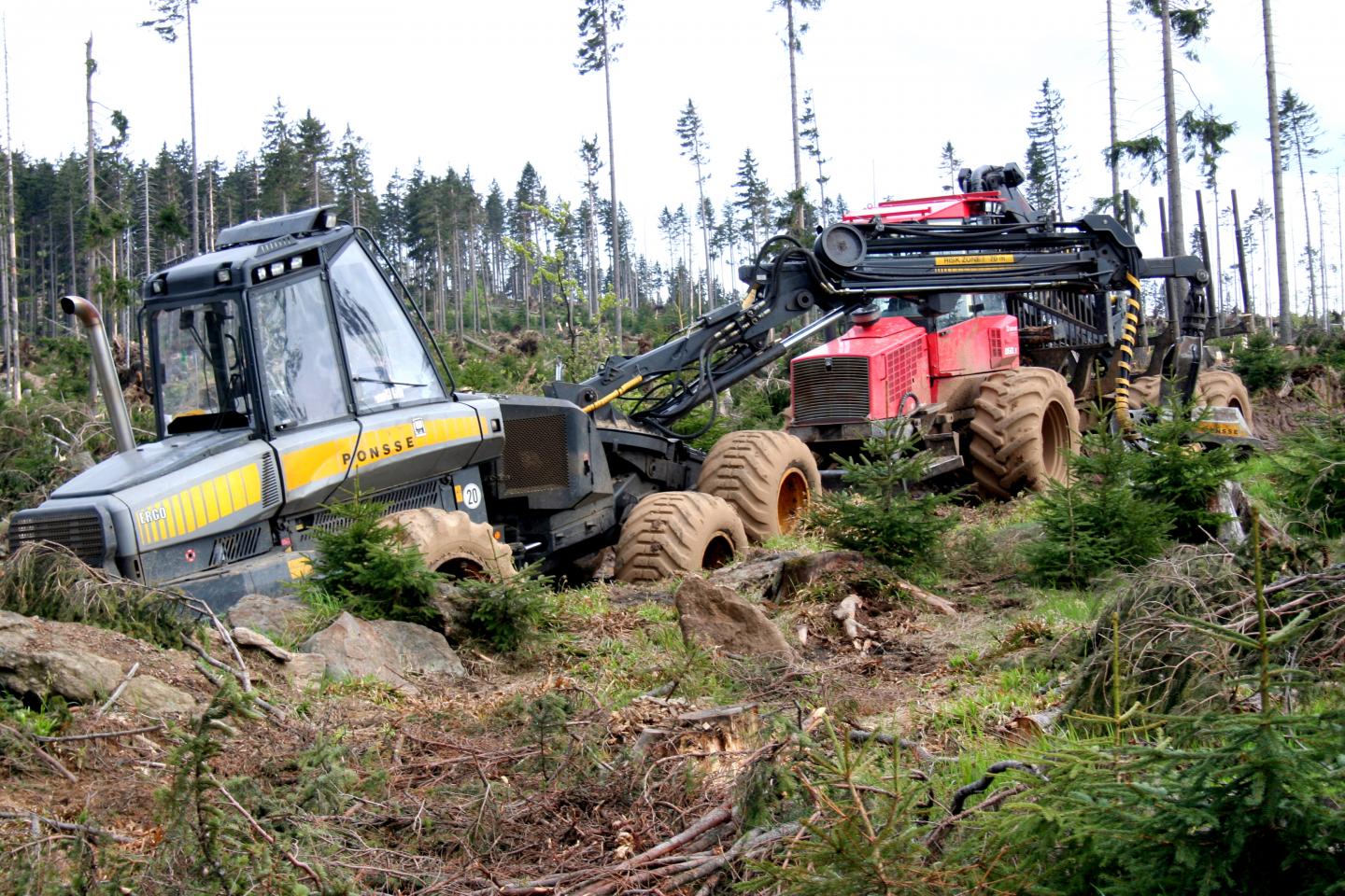 Salvage Logging
