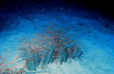 Branching Coral