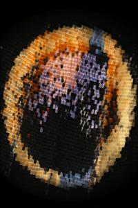 <i>Junonia coenia</i> Wing Scales (3 of 3)