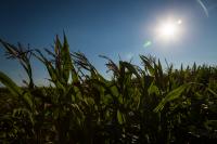 Maize field