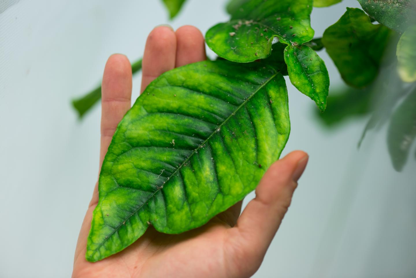 Citrus Greening