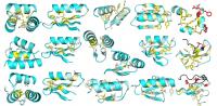 Mutational Analysis of Protein Stability